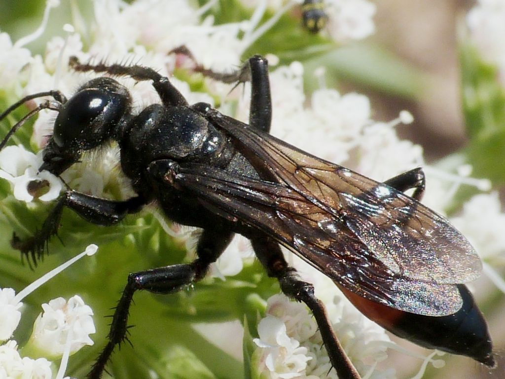 Quale Sphex? No. femmina di Palmodes occitanicus